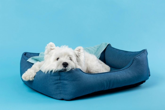 Cachorro branco peludo pequeno, deitado em caminha azul-marinho do tipo laterais altas., com a uma pata sobre a beira da caminha.  Há um cobertor azul-claro atrás dele, e da imagem fundo é da mesma cor.