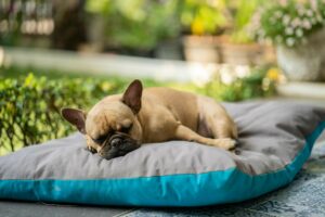 Cãozinho bulldog fofinho, pelagem marrom curta, dormindo sobre uma cama para cachorro tipo almofada, cinza na parte de cima e azul piscina parte de baixo. Imagem representando a melhor cama para cachorro.